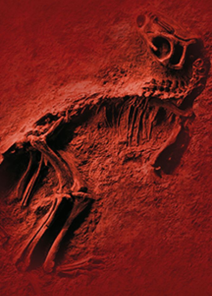 Древняя жизнь. Вятского палеонтологического музея